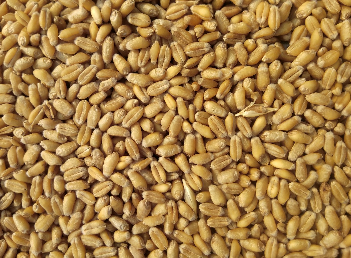 Uncooked white rice grains
