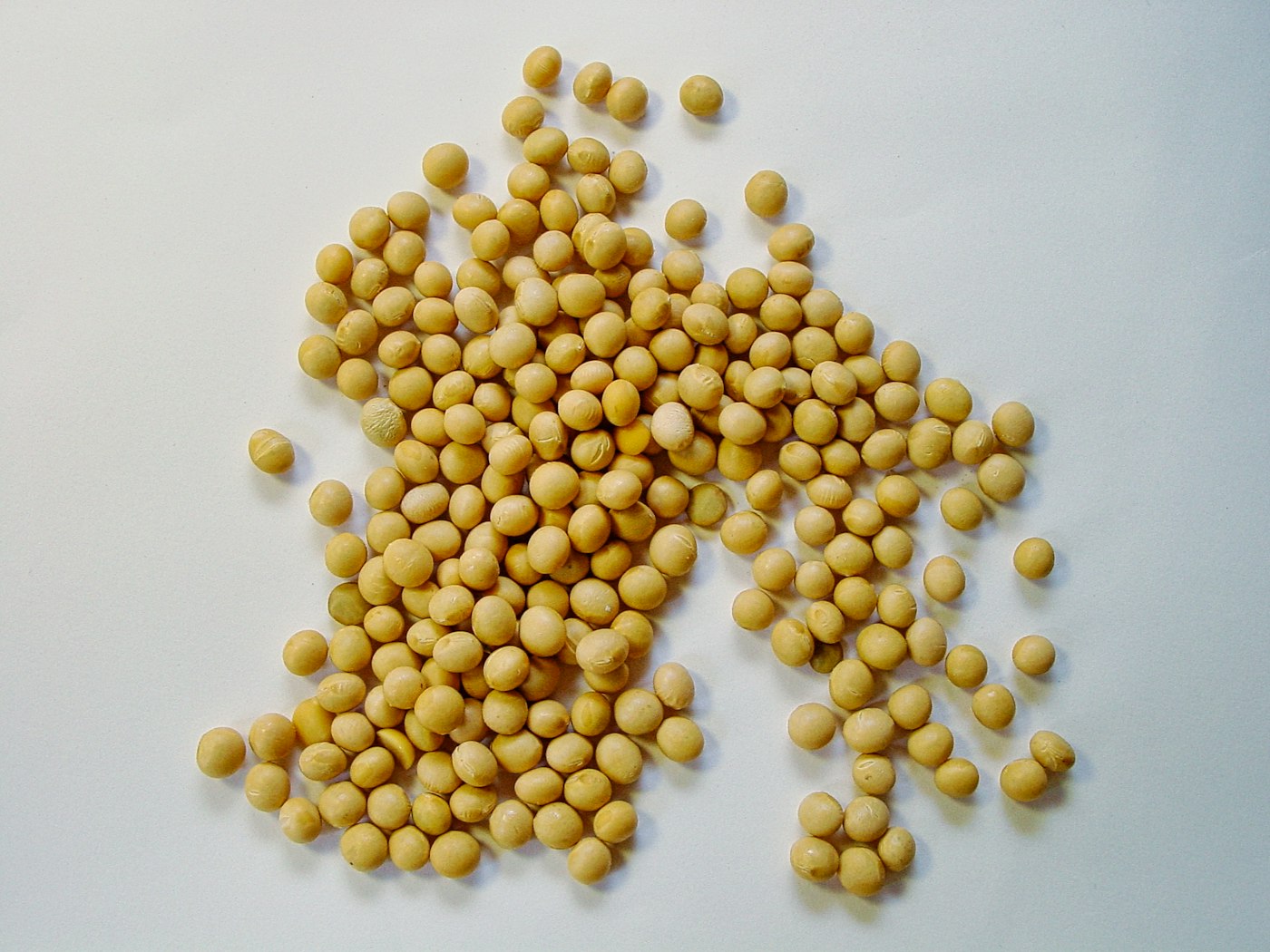 Dried soybeans in a bowl
