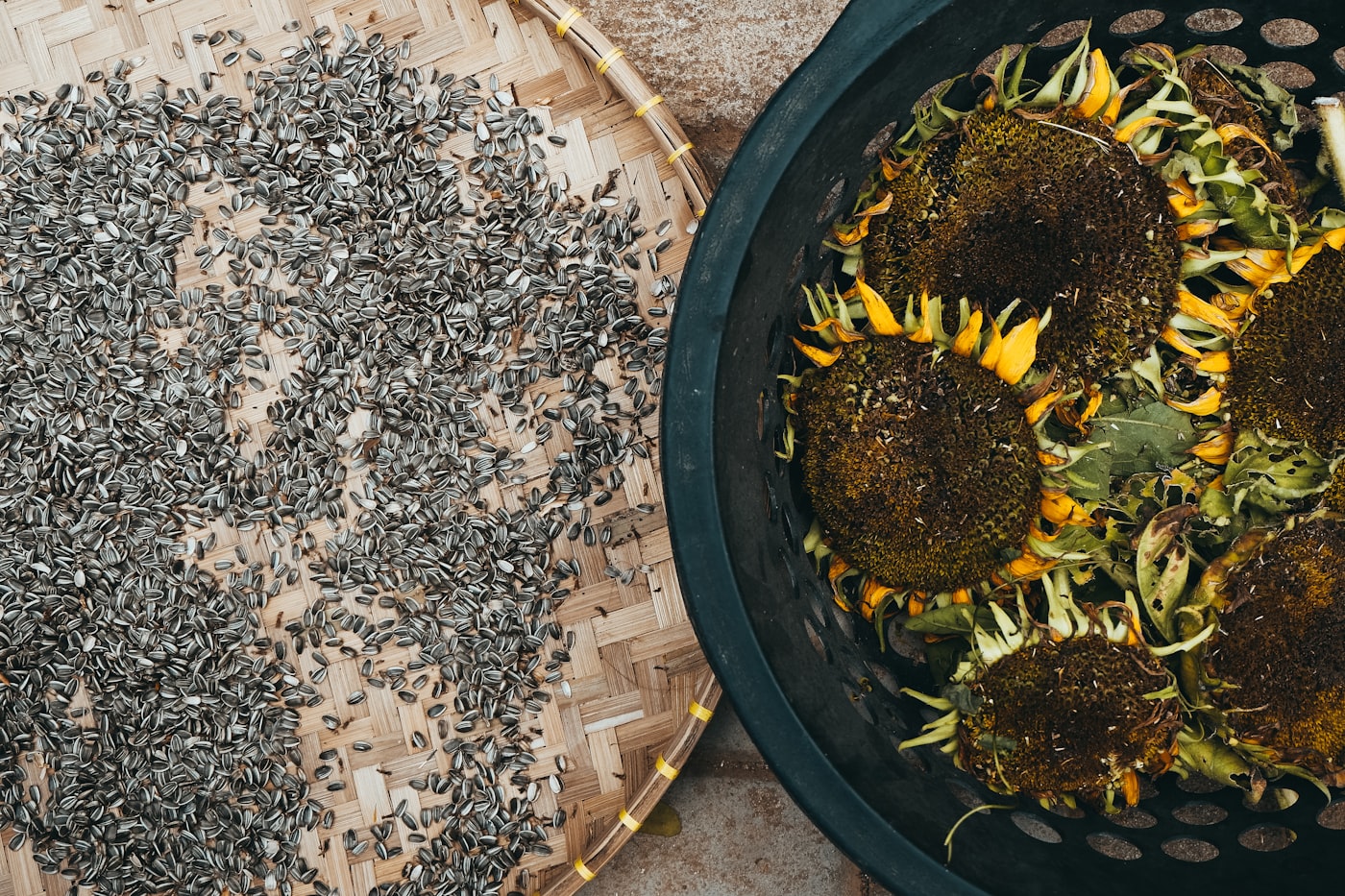 Sunflower seeds beside sunflowers