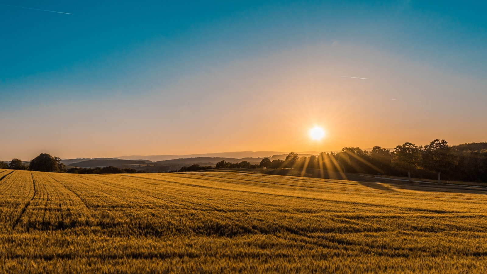 Wheat field stretching toward the horizon under a bright sky
